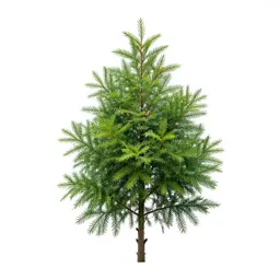 Cypress