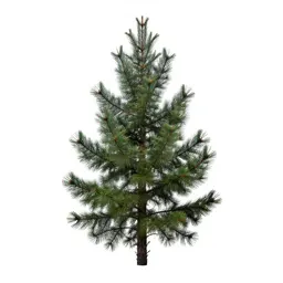 Douglas fir