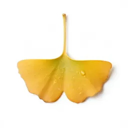 Gingko in autumn
