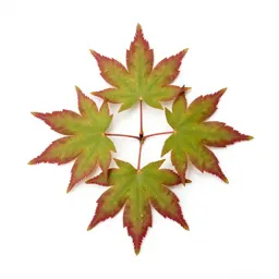 Japanese maple