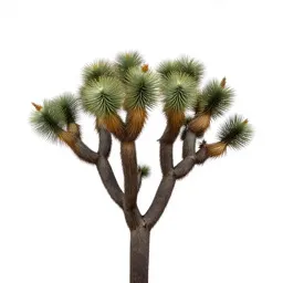 Joshua tree