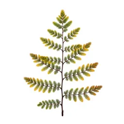 Larch in autumn