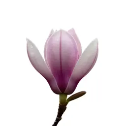Magnolia tree in bud