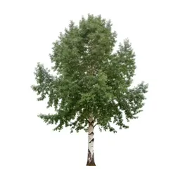 Paperbark tree