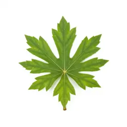 Rimu