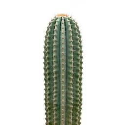 Saguaro cactus