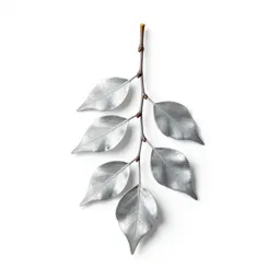 Silver beech