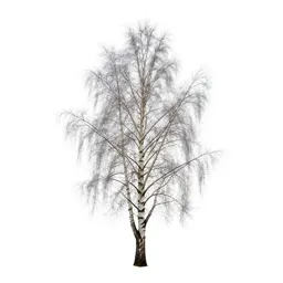 Silver birch stand