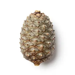 Stone pine
