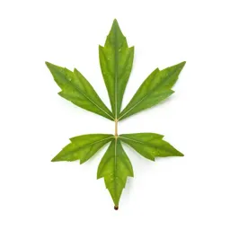 Totara