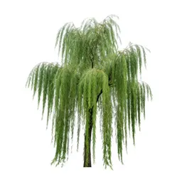 Weeping willow