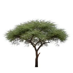 Acacia on savannah