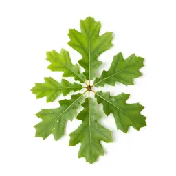 English oak in full leaf