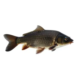Carp