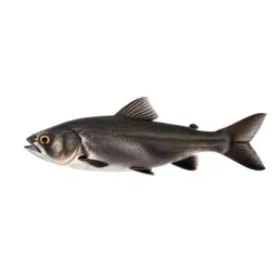 Common shiner