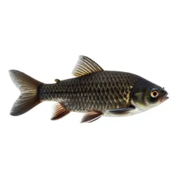 Cyprinid