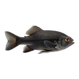 Cypriniform fish
