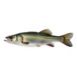 Dace