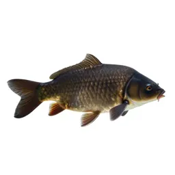 Domestic carp