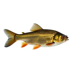 Golden shiner