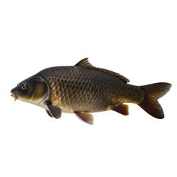 Leather carp