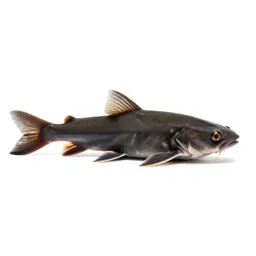 Loach