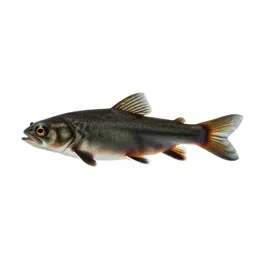 Minnow