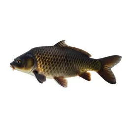 Mirror carp