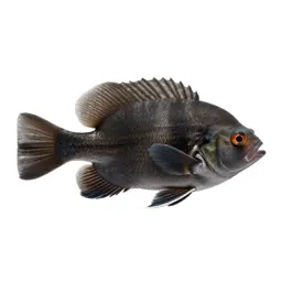 Soft-finned fish