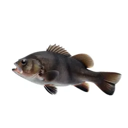 Tench