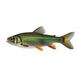 Emerald shiner