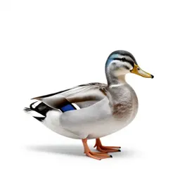 Duck down