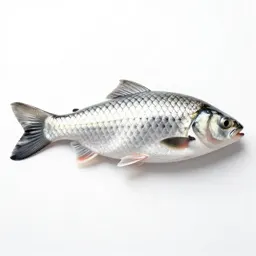 Fish scale