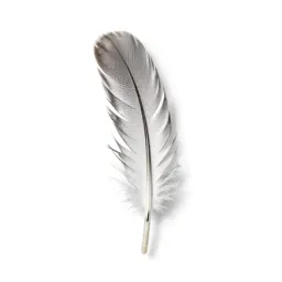 Flight feather