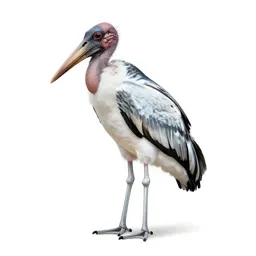Marabou