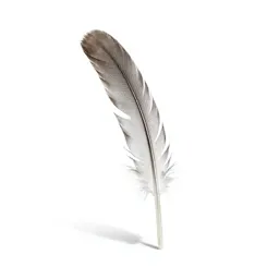 Sickle feather
