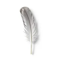 Tail feather