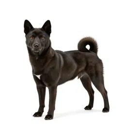 Basenji