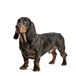 Basset
