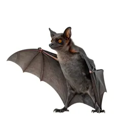 Bat