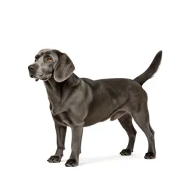 Beagle