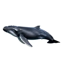 Beaked whale
