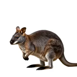 Bettong