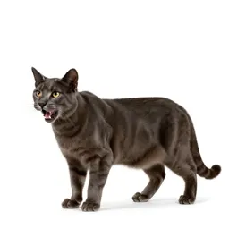 Big cat