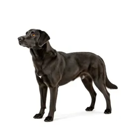 Bird dog