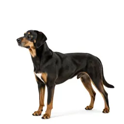 Black-and-tan coonhound