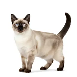 Blue point Siamese