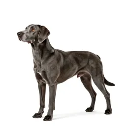 Bluetick