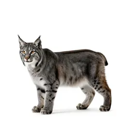 Bobcat
