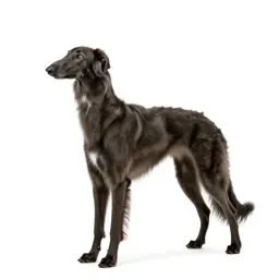 Borzoi
